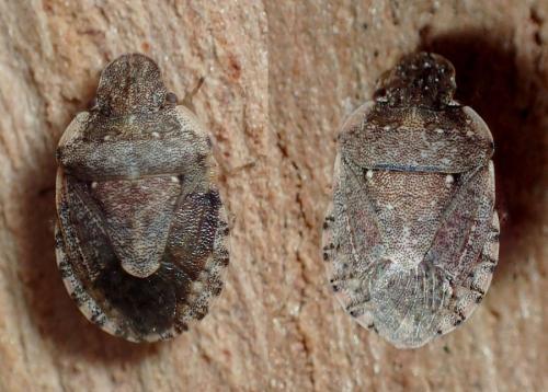 Réf. 222 158 : Sciocoris sideritidis